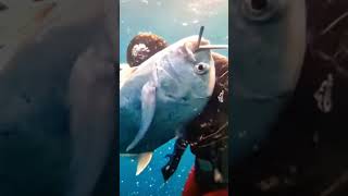 Silver Trevally 21st Best Size Spearhead catching fishing seafood fish ocean sea satisfying [upl. by Natsud]