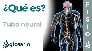 TUBO NEURAL  Qué es cómo se forma y defectos neuronales [upl. by Verene]