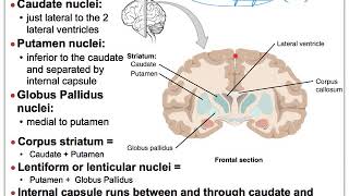 13E NS Brain Basal Nuclei Amygdala and Hippocampus Nuclei [upl. by Einapets]