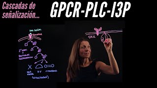 Señalización II GPCR  PLC  I3P [upl. by Hortensia]