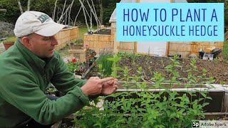 Create Scent and Privacy in Your Garden  How to Plant a Honeysuckle Hedge [upl. by Rivy]