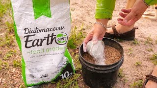 Deworming Your Homestead with DE diatomaceous earth [upl. by Raab]