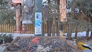 Redpolls Siskins And Grosbeaks Congregate At Ontario Feeders – Feb 14 2024 [upl. by Switzer]