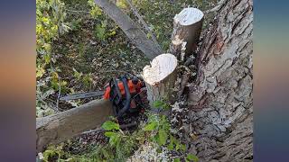 Craftsman V20 10 inch chainsaw review UPGRADE [upl. by Suicul]