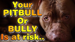 ALLERGIC REACTION in dogs Your BULLY is at RISK [upl. by Jutta]