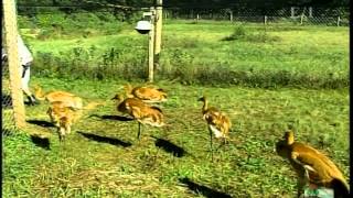 Whooping Cranes  Into the Outdoors episode [upl. by Alister]