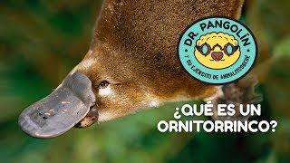 ¿Qué es un Ornitorrinco  Dr Pangolín y su Ejército de Animalitosbebé [upl. by Hephzibah]