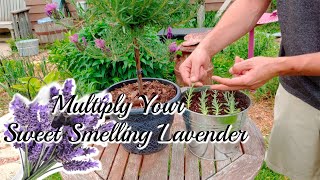 How to grow LAVENDER Cuttings [upl. by Noryak861]