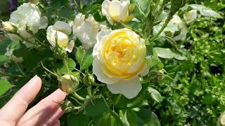 Vanessa Bell rose review [upl. by Rochemont]