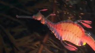 The Weedy Sea Dragon  Oceans  BBC Earth [upl. by Woodall410]