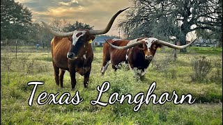 Beautiful Tough Texas Longhorn Cattle  American South West Icon [upl. by Cami]