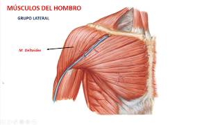 Músculos del hombro [upl. by Yves782]