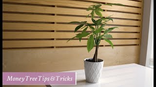 Money Tree Care Tips amp Tricks [upl. by Nyloj]