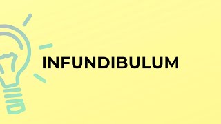 What is the meaning of the word INFUNDIBULUM [upl. by Christean926]