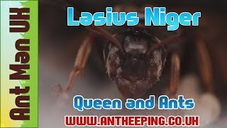 Lasius Niger Queen Colony Ants Care [upl. by Spiegleman48]