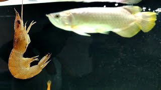 Arowana Vs Shrimp Feeding My Arowana fish [upl. by Latisha]