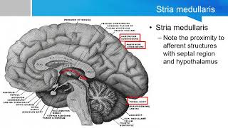 Neurosurgery written board crash course Epithalamus part 1 habenulum [upl. by Sabino925]