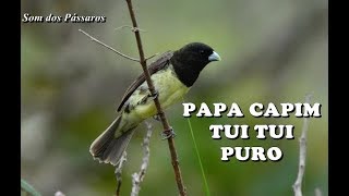 PAPA CAPIM TUI TUI PURO  TREINAMENTO [upl. by Arta]