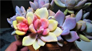 Propagating A SUPER RARE Succulent  Echeveria Whimsy  GSwLK [upl. by Halona425]