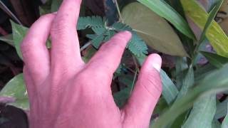 TOUCH ME NOT PLANT IN ACTION AND HOW DOES IT WORKS [upl. by Idnor]