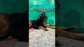 😡Street dog vs German Shepherd😡dog dogowner fun love viralreels viralshorts comedy funny [upl. by Adnah]