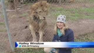 Lion Attacks News Reporter [upl. by Folly]