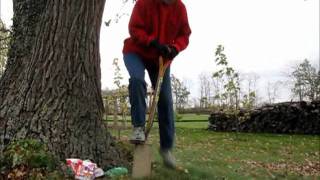 How to Plant Crocus in the Lawn [upl. by Ut733]