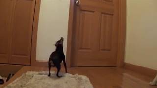 Barking Miniature Pinscher [upl. by Amias]