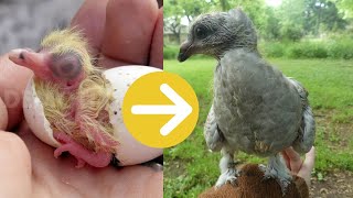 Growth of a baby pigeon from hatching to 6 weeks old [upl. by Frentz]