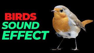 Nightingale sound effect no copyright  Nightingale noises  Birds Nightingale  HQ Nightingale [upl. by Nirad639]