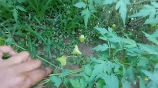 முடக்கத்தான் கீரை Mudakathan Keerai BALLOON VINE  CARDIOSPERMUM HALICACABUM PLANT [upl. by Annail818]