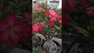 Adenium Obesum blooms plants adeniumgarden bonsaitree bonsai shorts viral floweringplant [upl. by Justina954]