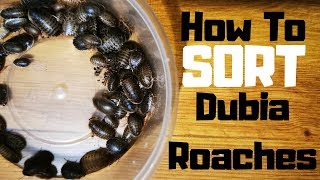 How To Sort Dubia Roach Colony 2020 [upl. by Sordnaxela552]