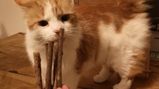 Catnip Matatabi Chew Sticks For Cats [upl. by Lertnom475]