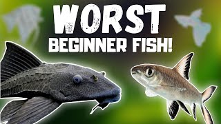 Top 7 WORST Beginner Fish BEWARE [upl. by Lyell]