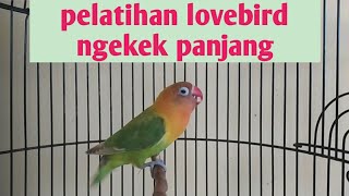 Lovebird fighter ngetik ngekek panjang pancingan Lovebird supaya Ngekek panjang [upl. by Mij456]