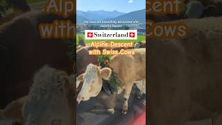 Alpine Descent 🐮 in Plaffeien Switzerland 🇨🇭 shorts travel switzerland [upl. by Crispa632]