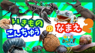 【子供向け 昆虫アニメ】昆虫や無脊椎動物など生き物の名前を覚えようpart 2★カブトムシ、ダンゴムシ、カタツムリなど人気のいきもの17種が大集合！【 夏休み向け★虫さん 生き物の知育動画】 [upl. by Kumagai]