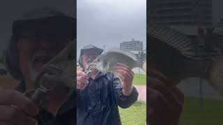 Forster fishing fishspecies fish [upl. by Yate]