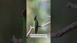 💡Birdie Trivia 🦜How does the swordbilled hummingbird clean that massive beak animalfacts [upl. by Plusch]