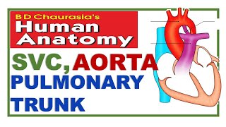 Chp19  Superior Vena Cava  Aorta  Pulmonary Arteries  Thorax  Dr Asif Lectures [upl. by Rothschild76]