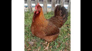 About Welsummer hens for backyard pets and flocks [upl. by Ado]