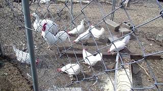 Leghorn Chickens [upl. by Doane]