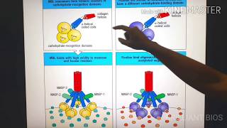 quotOpsonins amp Opsonizationquot Immunology [upl. by Hiett530]