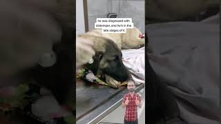 Rescue Mission Saving Sick Dogs from the Streets adopteddog doglover helpdogrescues rescuedog [upl. by Harmaning]