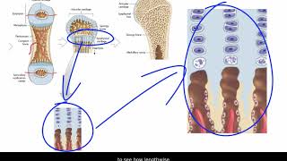 Endochondral Ossification [upl. by Anyat918]