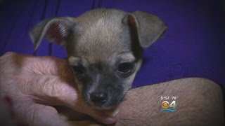 Elderly Couple Gifted Puppy After Pet Chihuahua Killed By Dogs [upl. by Yenahs693]