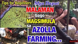 Azolla Farming Tips Easy Way to Plant Azolla  Do’s and Dont’s in Azolla Farming  ninz TV [upl. by Verile11]