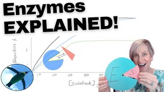 Enzyme Regulation EXPLAINED 🐧 [upl. by Nailluj]