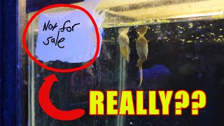 The truth behind reptile shops  Creatures Plus Rhode Island [upl. by Sherm516]